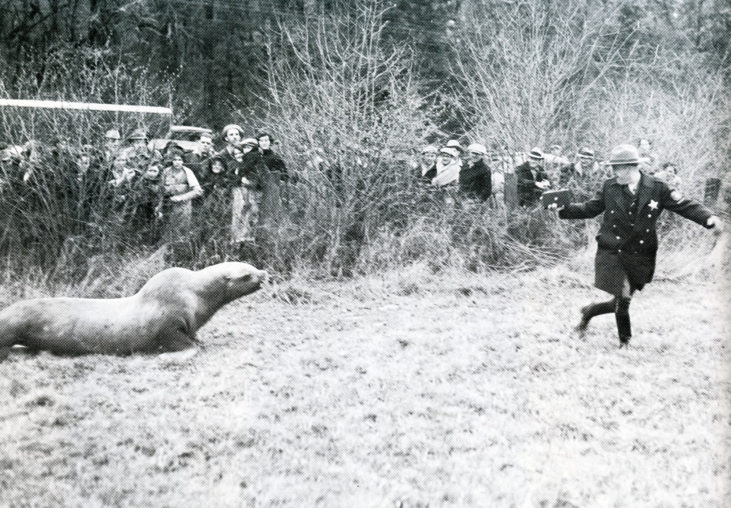 Unidentified Oregon State Policeman and Sea Lion. Photo credit: Oregon State Police