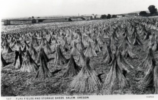 Growing flax in the Mid-Willamette Valley.