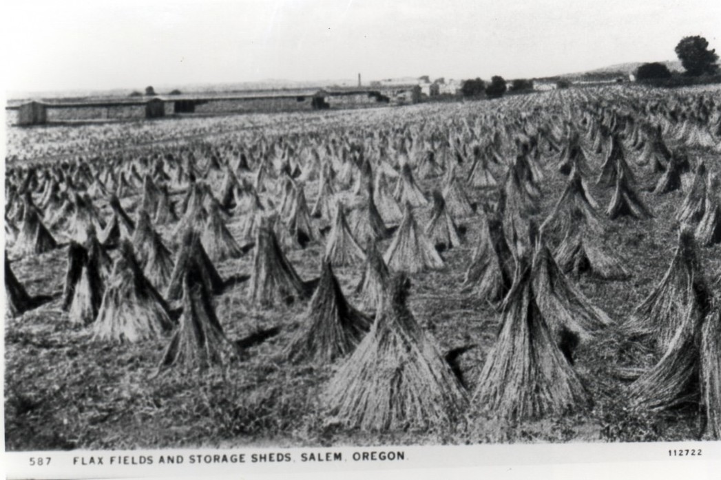 Growing flax in the Mid-Willamette Valley.